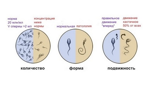 Оценка качества спермы