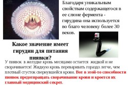 Польза слюны пиявки