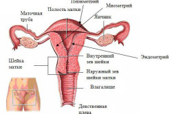 Возможно ли забеременеть во время месячных или перед ними?