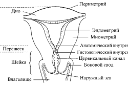 Фронтальный разрез матки