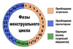 Скрининг 1 триместра