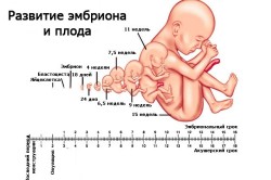 Развитие эмбриона и плода по неделям