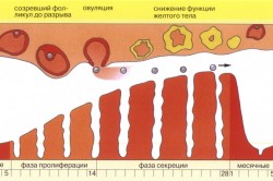 Менструальный цикл женщины