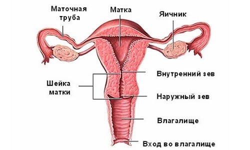 Строение матки