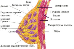 Строение молочных желез Строение молочных желез