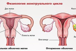 Физиология месячных
