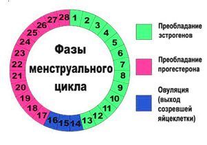 Фазы менструального цикла Фазы менструального цикла