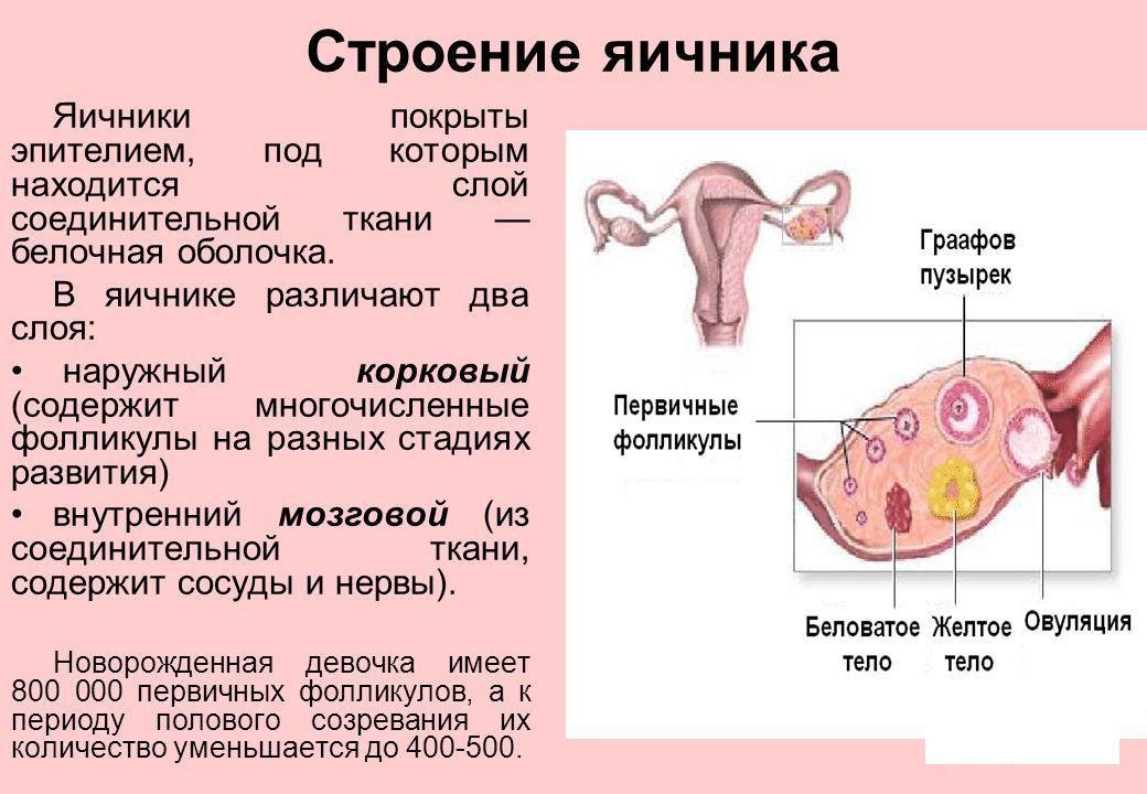 Строение яичника Строение яичника
