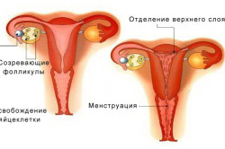 Схема менструации Схема менструации