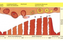 Менструальный цикл и его физиология