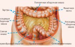Расположение сигмовидной кишки  в кишечнике