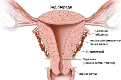 Расположение эндометрия матки