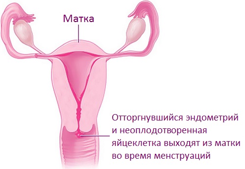 Ежемесячные менструации