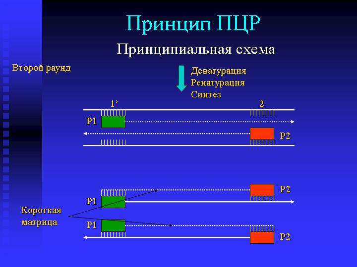 Принцип ПЦР при диагностике ВПЧ 18