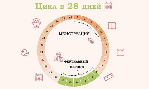 Менструальный цикл