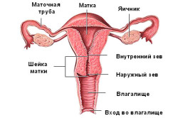 Женские репродуктивные органы
