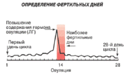 Определение фертильных дней