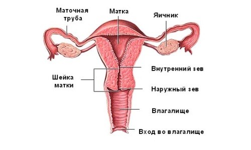 Анатомия женских половых органов