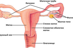 Как можно восстановить микрофлору после молочницы?