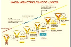 Фазы менструального цикла