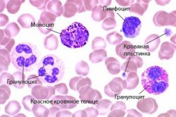 Физиология менструального цикла