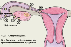 Овуляция - причина кровянистых выделений