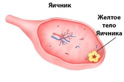 Что такое желтое тело?