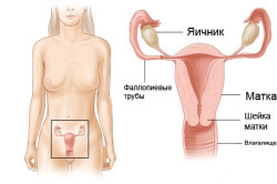 Расположение матки в организме