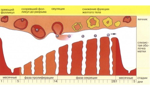 Менструальный цикл женщины