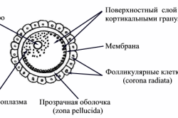 Строение яйцеклетки