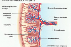 Строение плаценты
