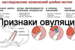 Состояние шейки матки в период овуляции