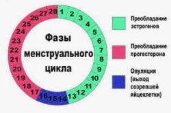 Фазы менструального цикла