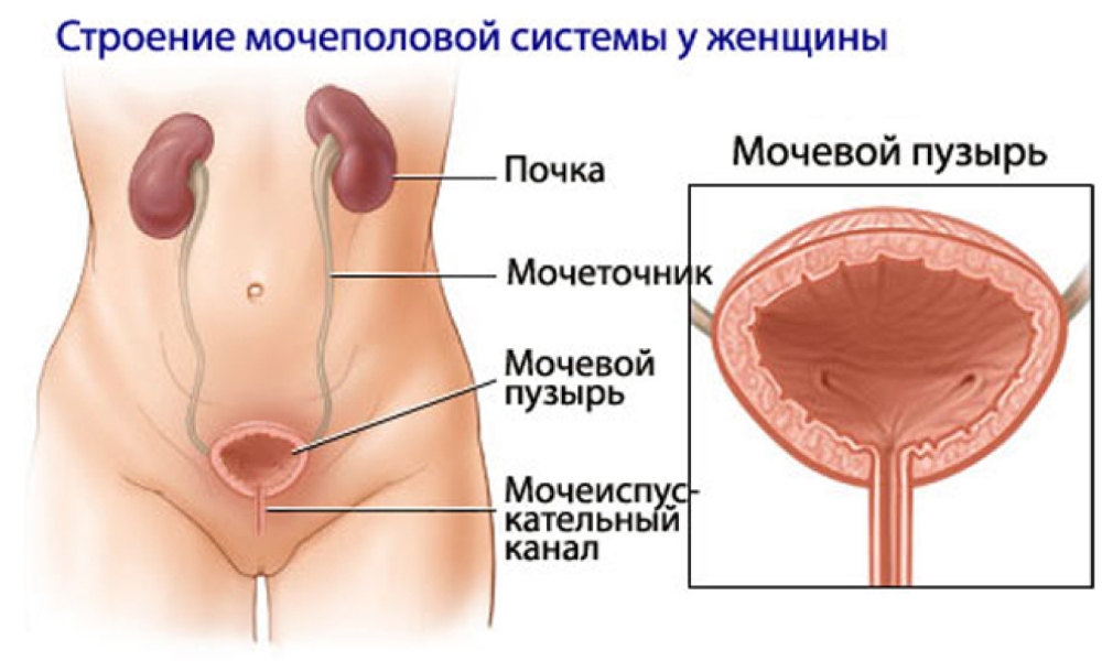 Строение мочеполовой системы женщины
