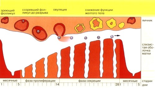 Схема менструального цикла