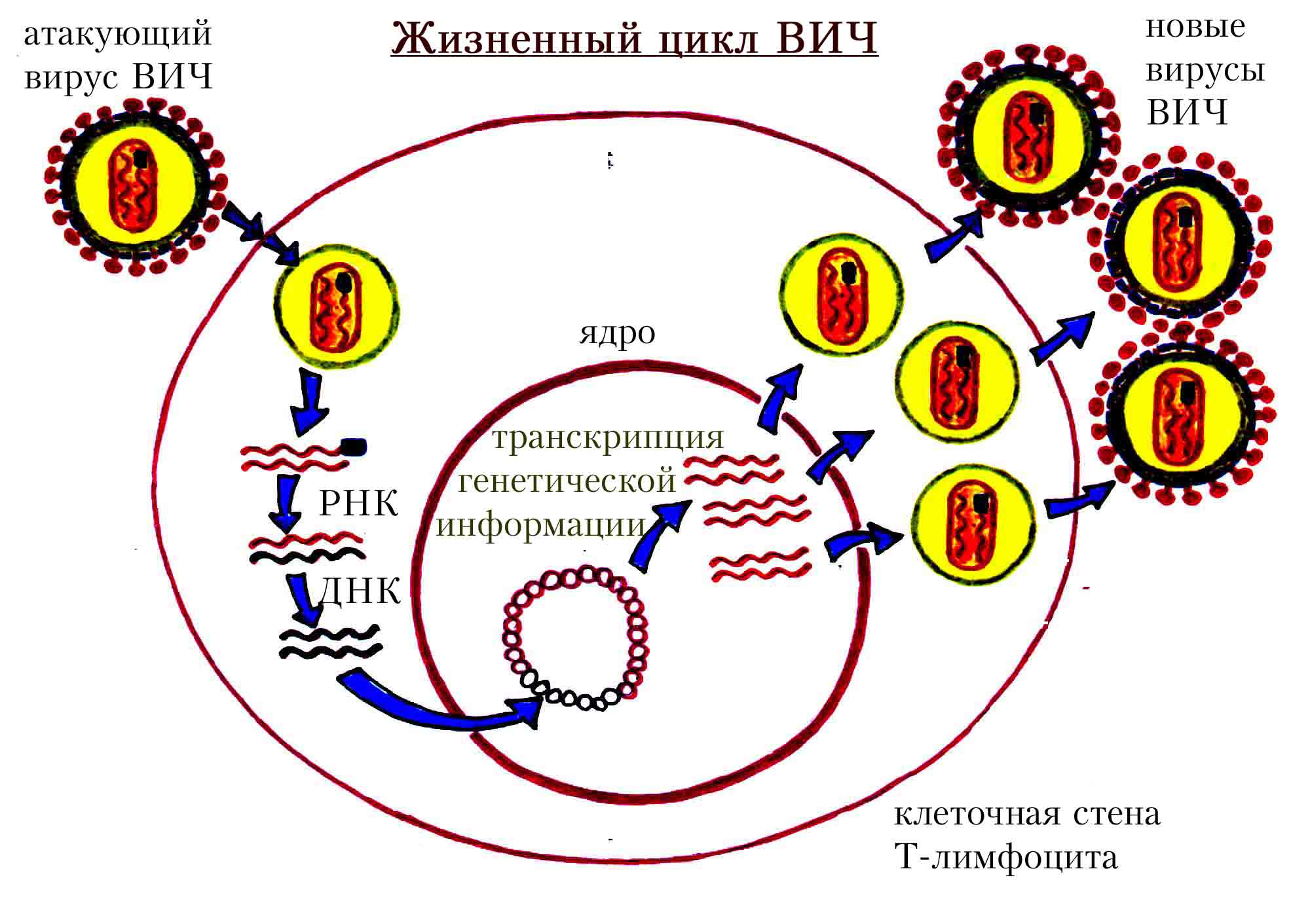 Какие последствия имеет выскабливание эндометрия