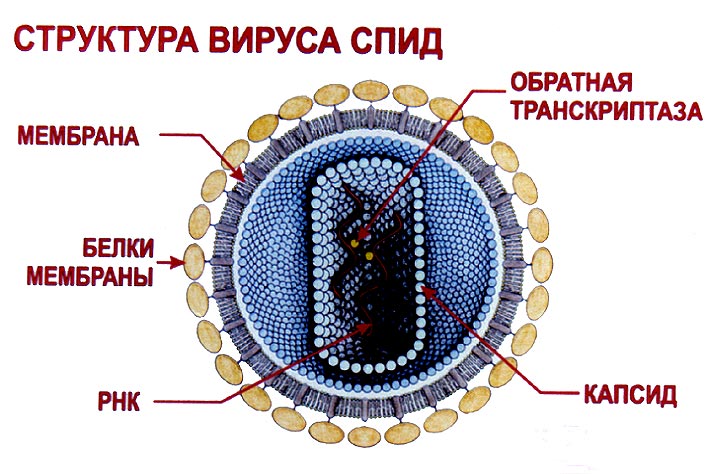 Физиология менструального цикла