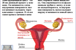 Менструальный цикл